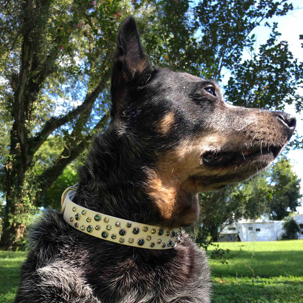 1" Swarovski Dog Collars